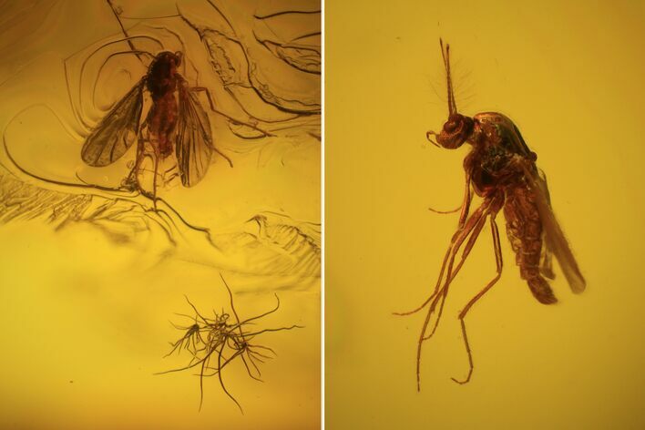 Two Fossil Flies (Diptera) In Baltic Amber #72252